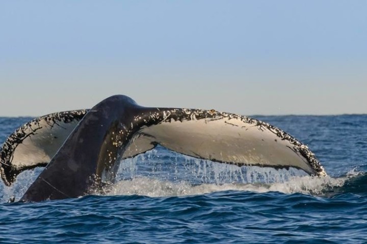 Oz Whale Watching Cruise