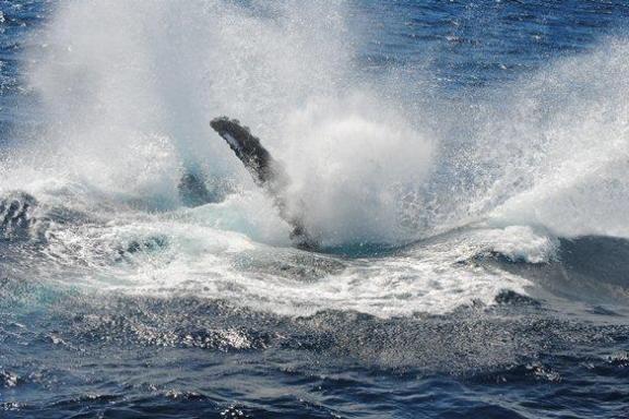 Oz Whale Watching Cruise