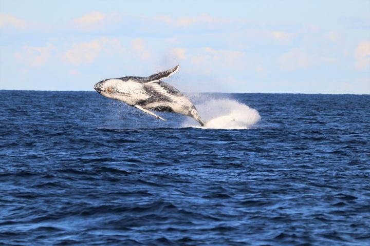 Oz Whale Watching Cruise