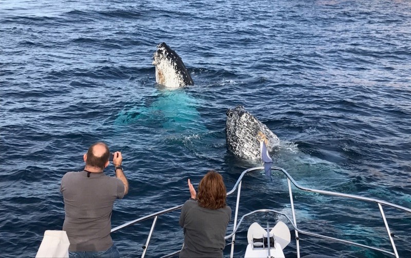 Sydney Whale Watching Cruise