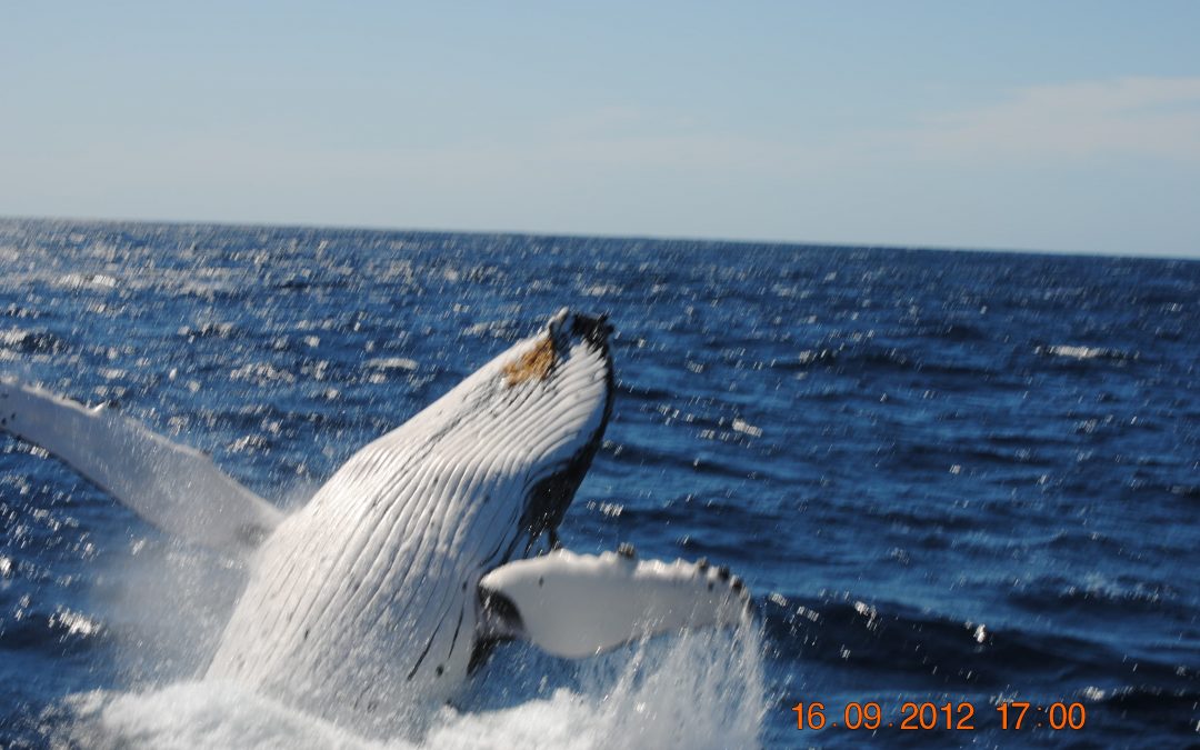 Breach-1-Oz-Whale-Watching-1-1080×675 Sydney Whale Watching Cruise