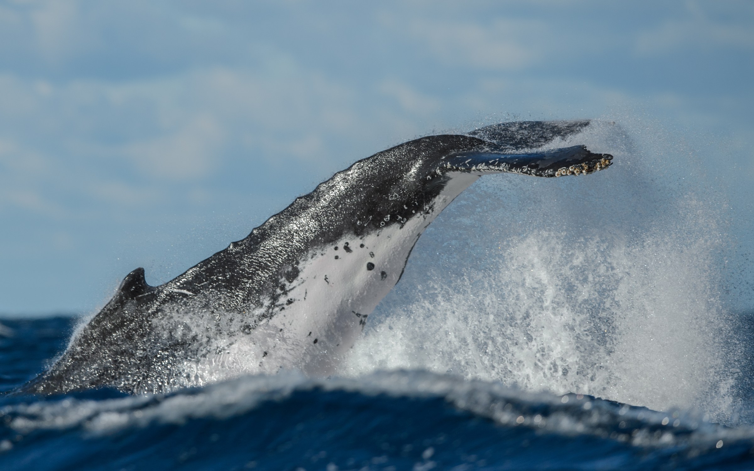 Sydney Whale Watching Cruise