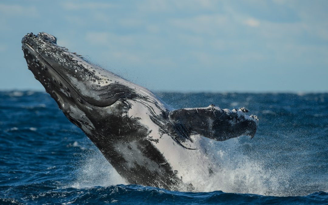 DSC_7632-min-1080×675 Sydney Whale Watching Cruise