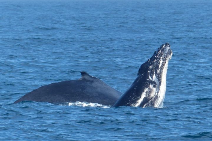 Sydney Whale Watching Cruise