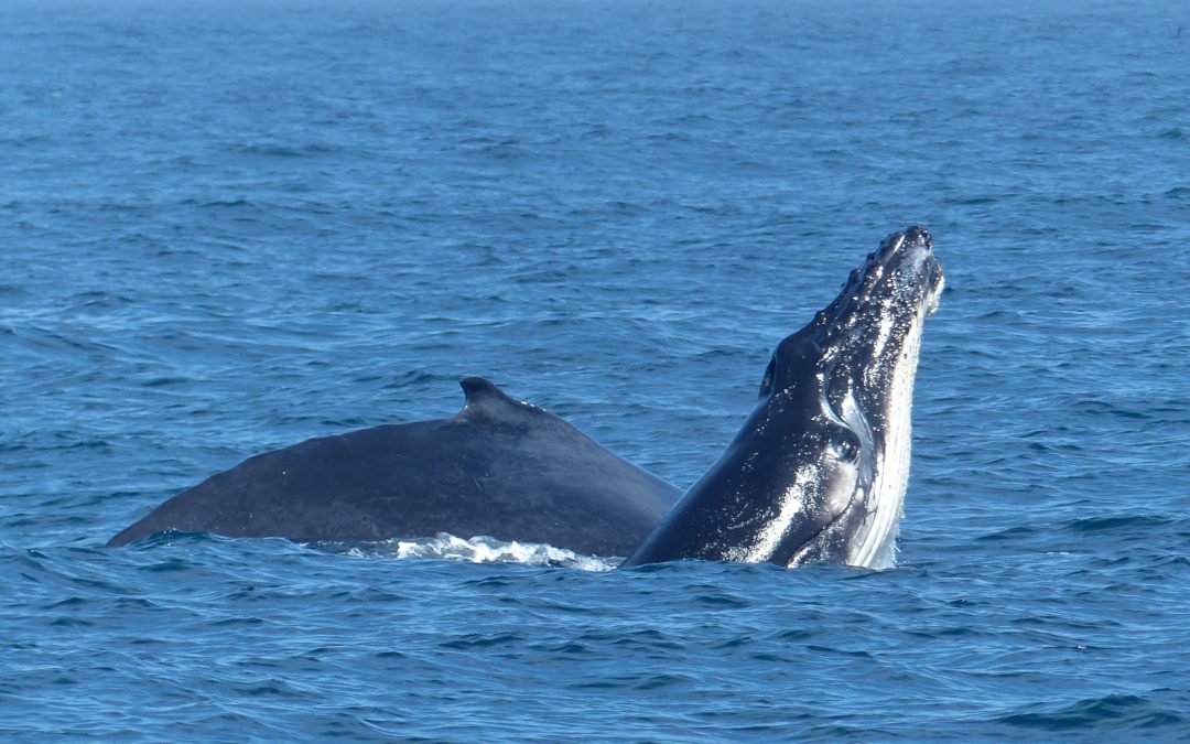 Sydney Whale Watching Cruise