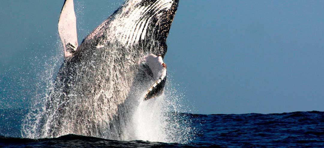 Whale-breach-2Large-1080×494 Sydney Whale Watching Cruise