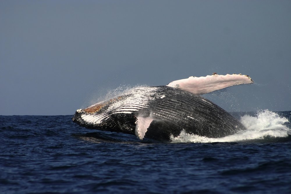 Whale_low_s Whale Watching Cruise