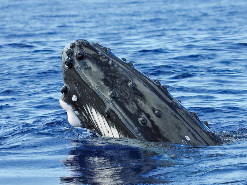 Sydney Whale Watching Cruise