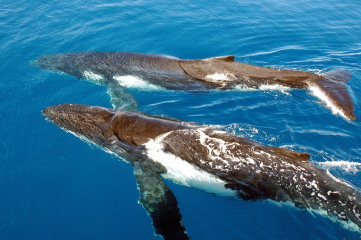 Sydney Whale Watching Cruise