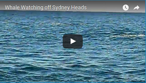 Whale Watching Cruise